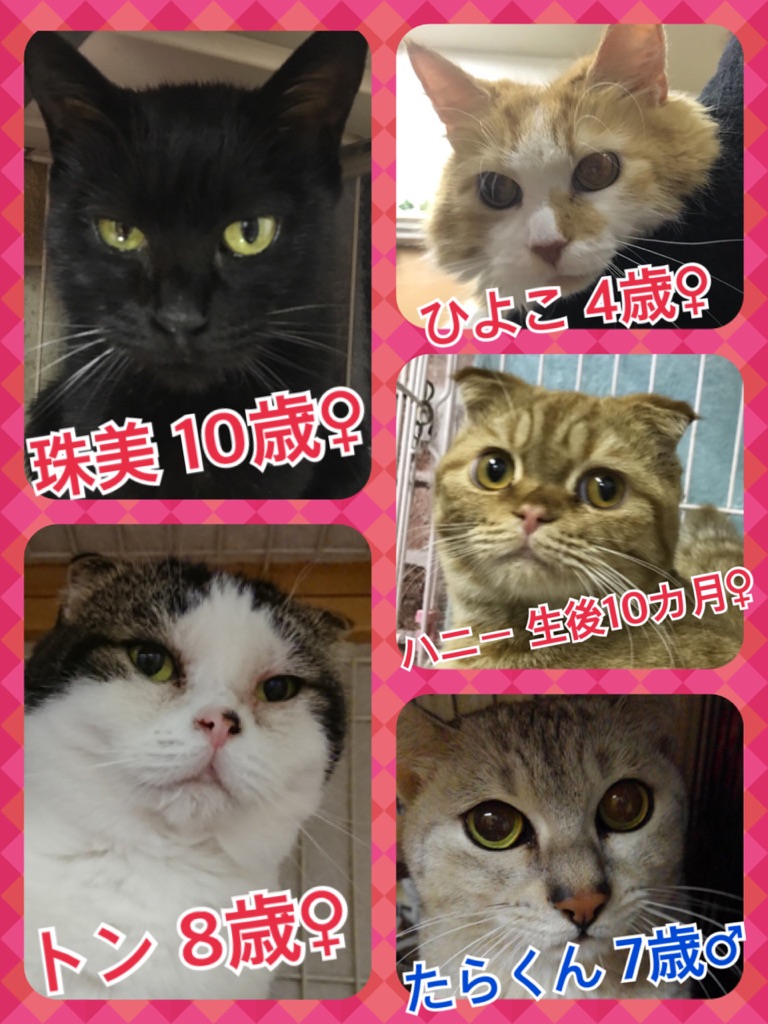 保護犬カフェ☕だけど保護猫🐱もいるよ🐾里親希望者様はスタッフに気軽にお声かけください💓